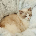 Festive Cat Nest Bed – Cozy Holiday Retreat for Your Cat